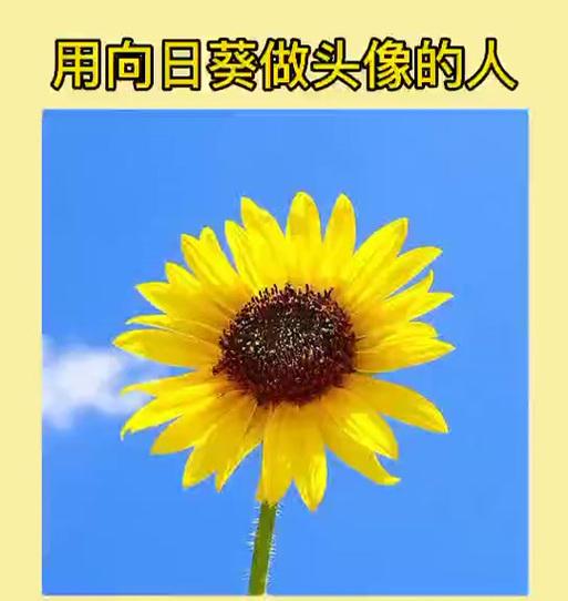 太阳花代表了哪些含义？