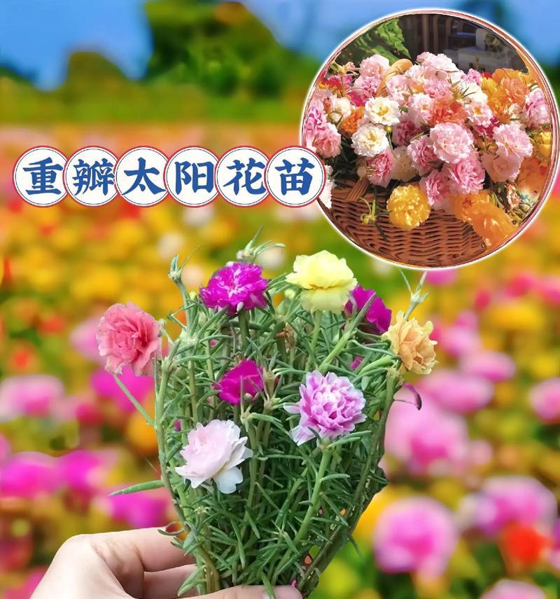 太阳花代表了哪些含义？