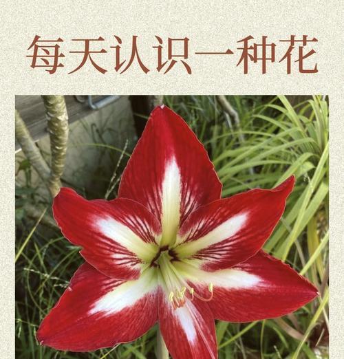 珍惜的花语是什么？探索花卉象征珍惜的意义。