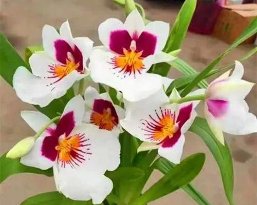 卧室适合摆放哪些寓意的花？选择寓意好的卧室花有哪些方法？