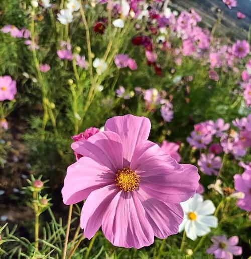 顽强与坚韧的花卉象征：哪些花代表不屈不挠？