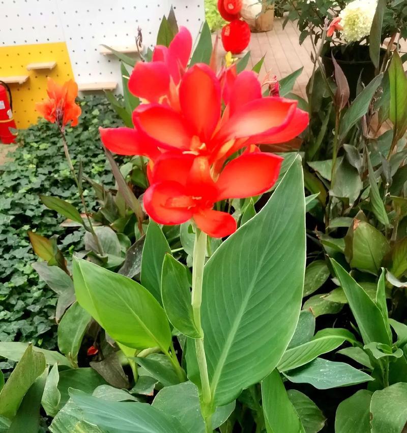 哪种花代表自由？自由的花语有哪些？