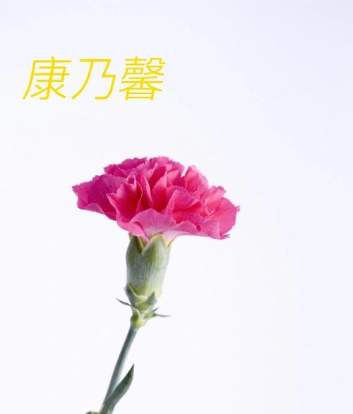 康乃馨的花语含义是什么？感恩与祝福的象征！