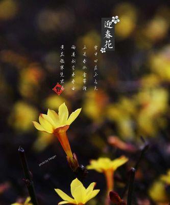 迎春花的花语是什么意思？它象征着什么？