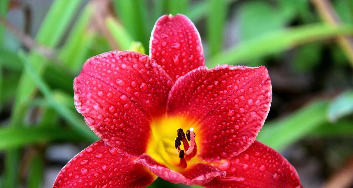 萱草花颜色的寓意分别是什么？不同颜色萱草花代表什么？