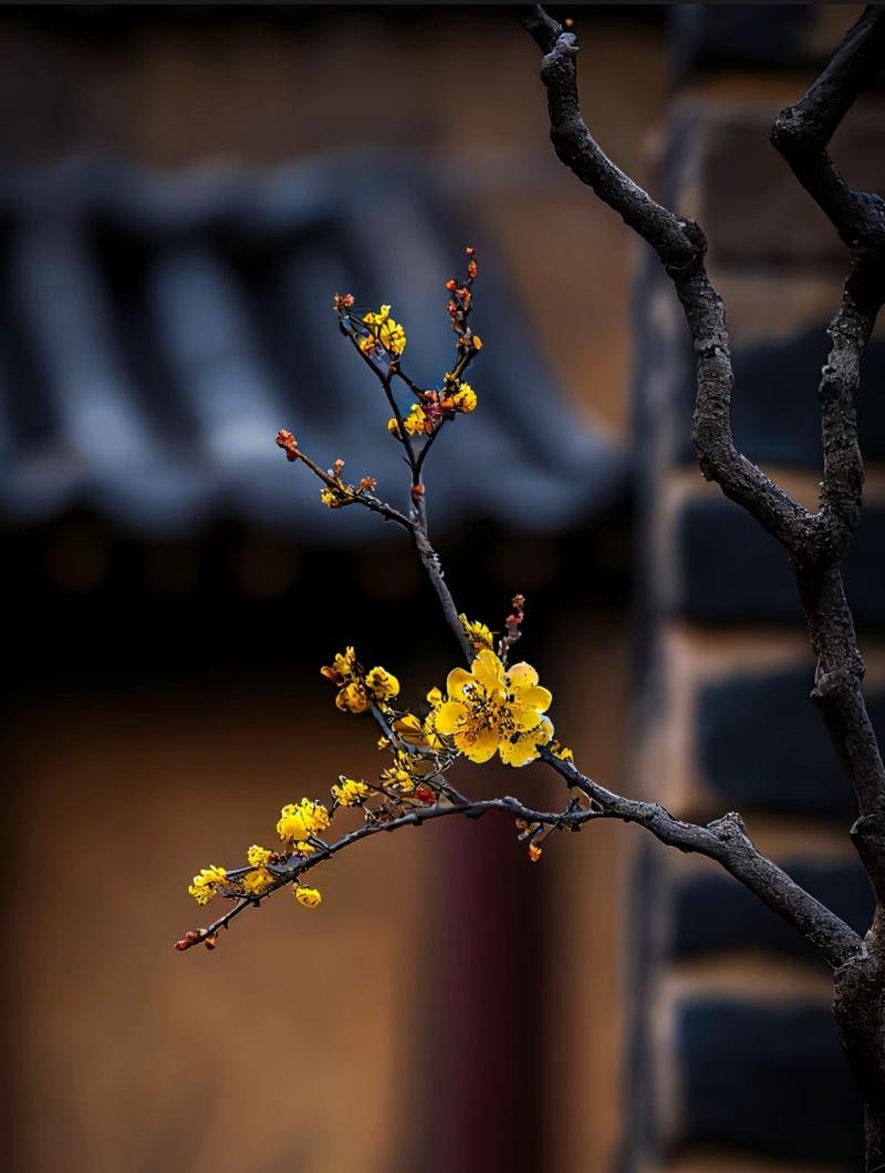 心花怒放的含义是什么？