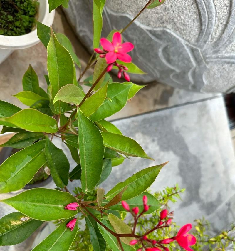 花的语言是什么？花的语义和象征意义有哪些？