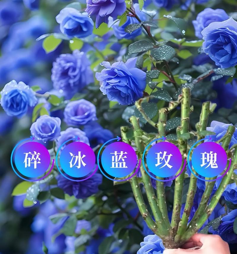 蓝玫瑰象征着什么？它的花语能否表达非比寻常的爱？