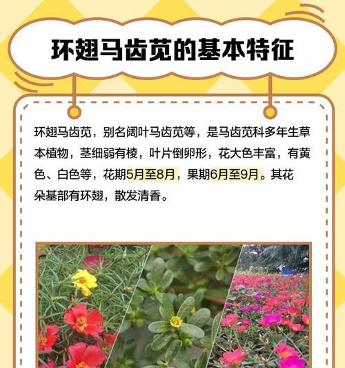 树马齿苋的花语含义是什么？