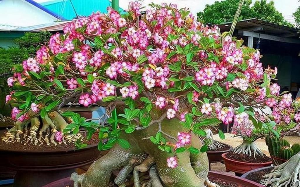 天宝花的寓意和禁忌有哪些？了解天宝花背后的文化含义。