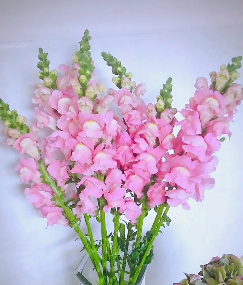 金鱼草花语含义是什么？