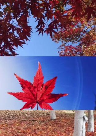 枫叶象征的花语含义是什么？