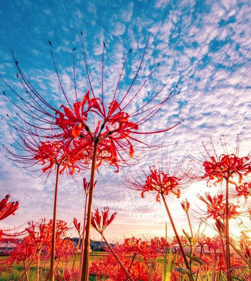 枫叶象征的花语含义是什么？