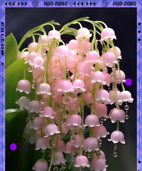 幸福的花是什么？它象征着什么？