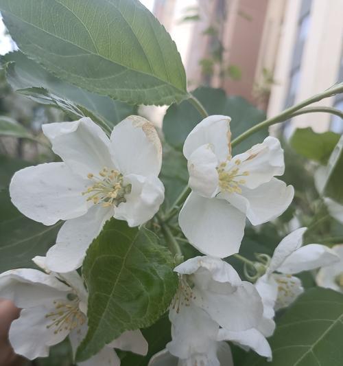 纯白色花朵代表什么含义？