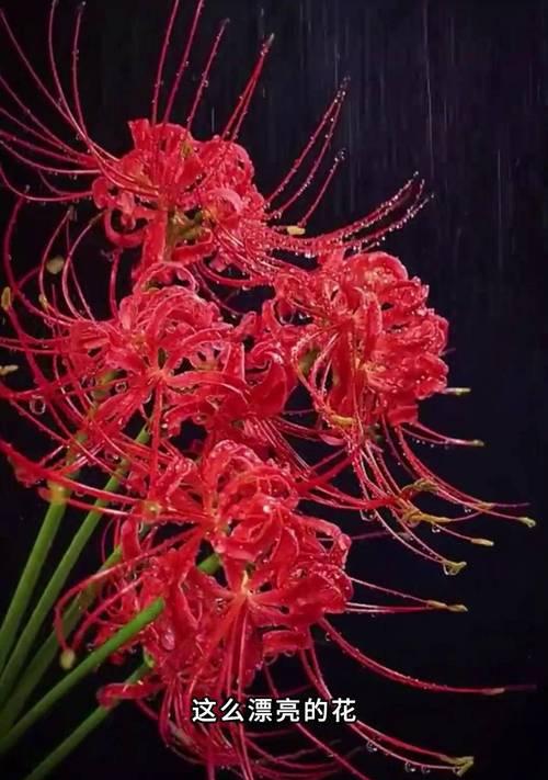 彼岸花花语是什么意思？彼岸花象征着什么？