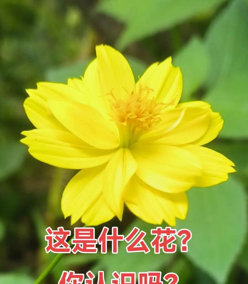 这些花代表了什么？