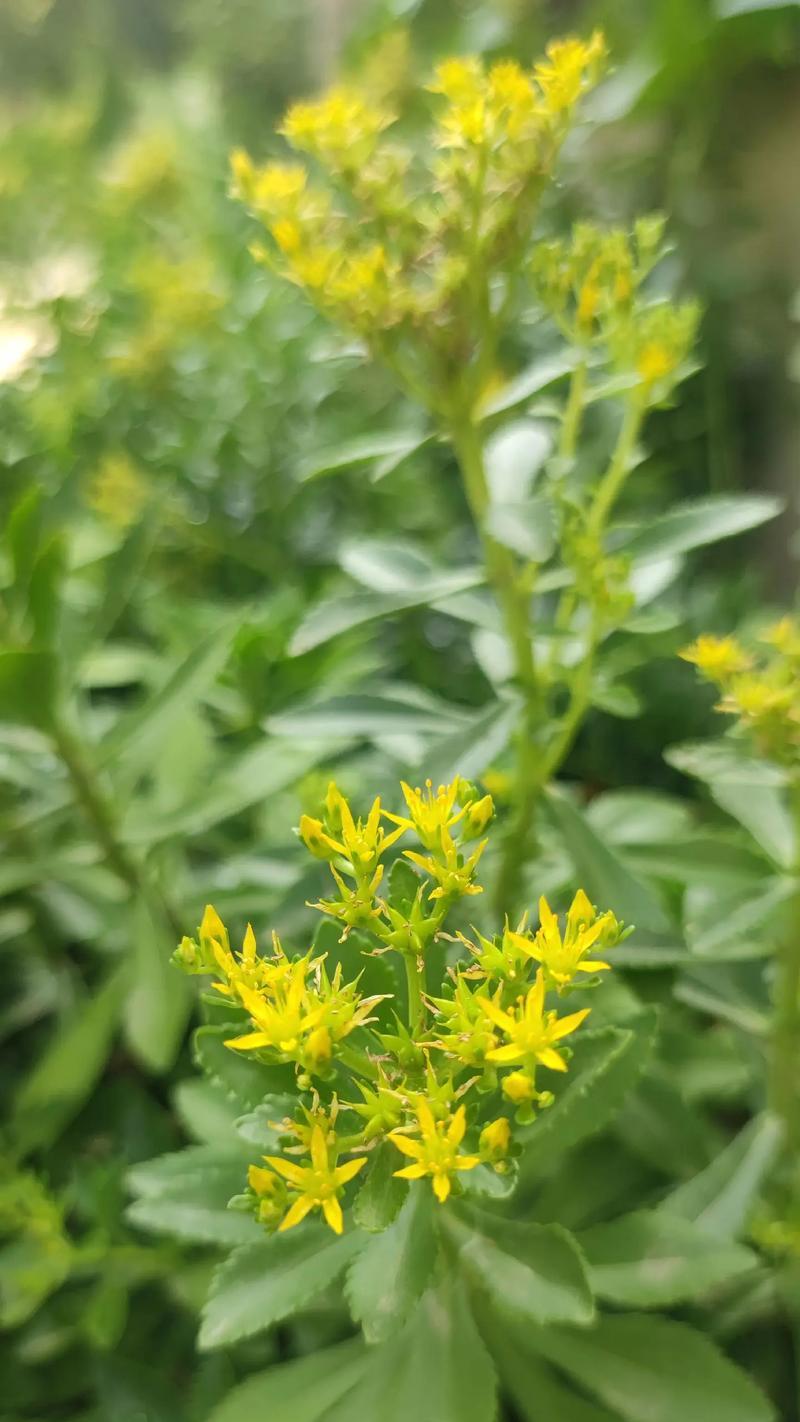这些花代表了什么？