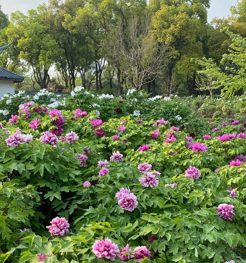 牡丹花的花语有哪些？