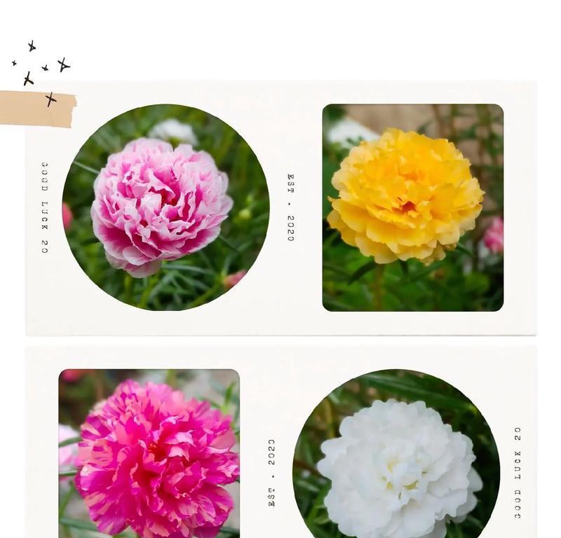 太阳花象征着什么？