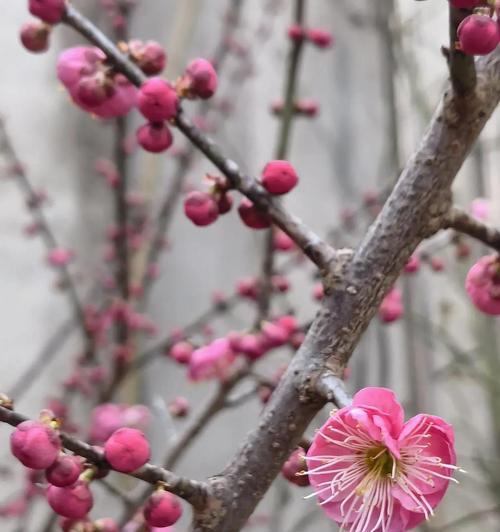 最美的花象征着什么？
