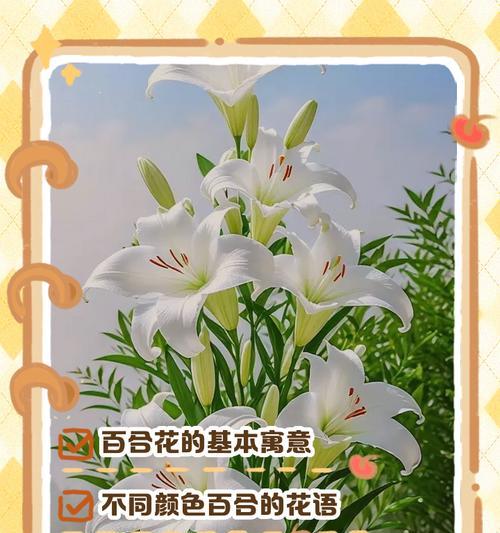百合花的含义是什么？象征意义有哪些？