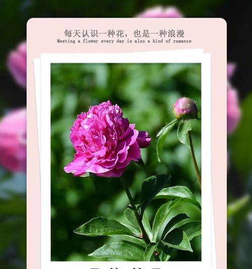 这些花的象征意义是什么？