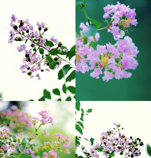 这些花的象征意义是什么？