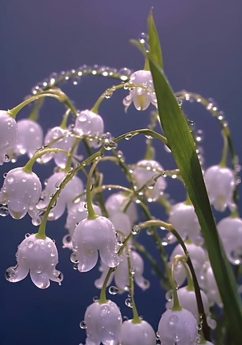 铃铛花象征着什么？铃铛花的寓意是什么？