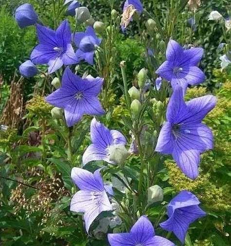 铃铛花象征着什么？铃铛花的寓意是什么？
