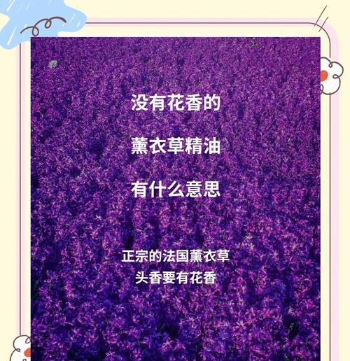 薰衣草的花语是什么？它传递了哪些情感？