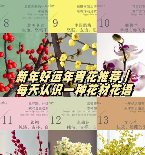 这些花的花语是什么？