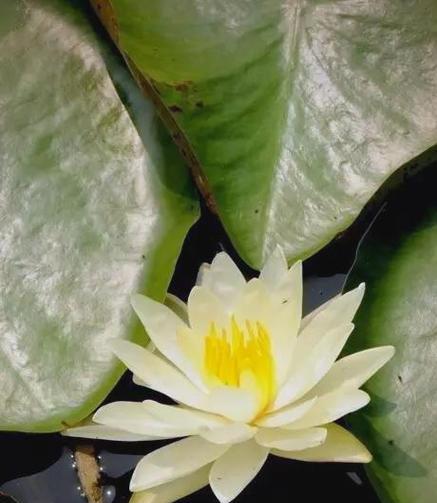 莲花象征着什么？