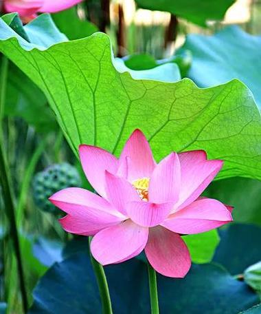 莲花象征着什么？