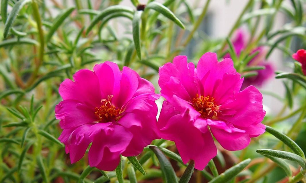 积极向上的花语有哪些？哪些花代表积极向上？