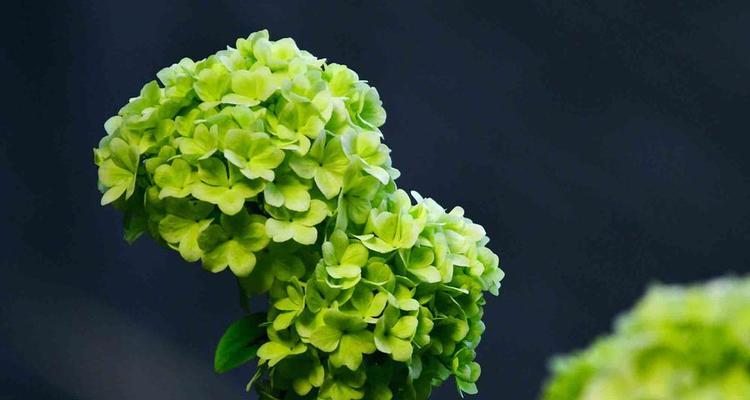 绿色花朵象征着什么？