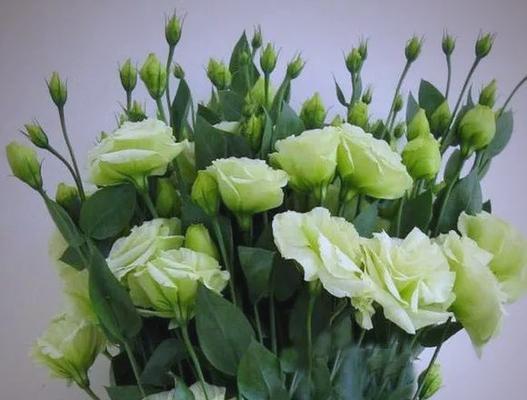 绿色花朵象征着什么？