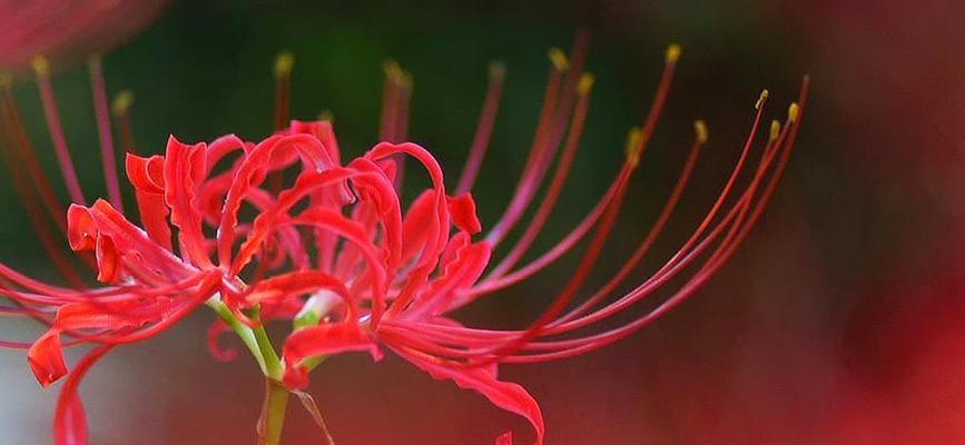 花的隐身含义是什么？