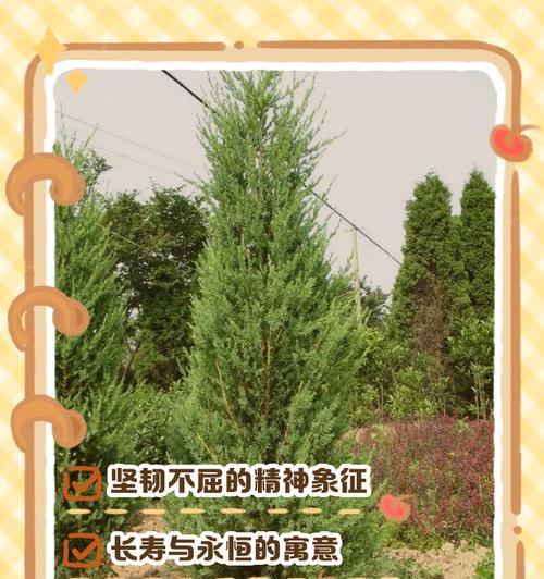 它们的象征意义是什么？