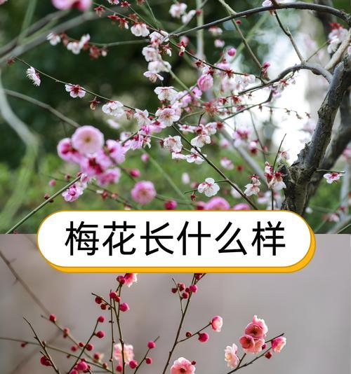 花卉的象征意义有哪些？