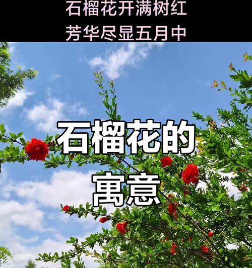 石榴花象征着什么？