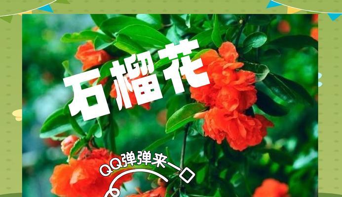石榴花象征着什么？