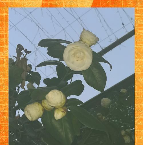 哪些花寓意好？