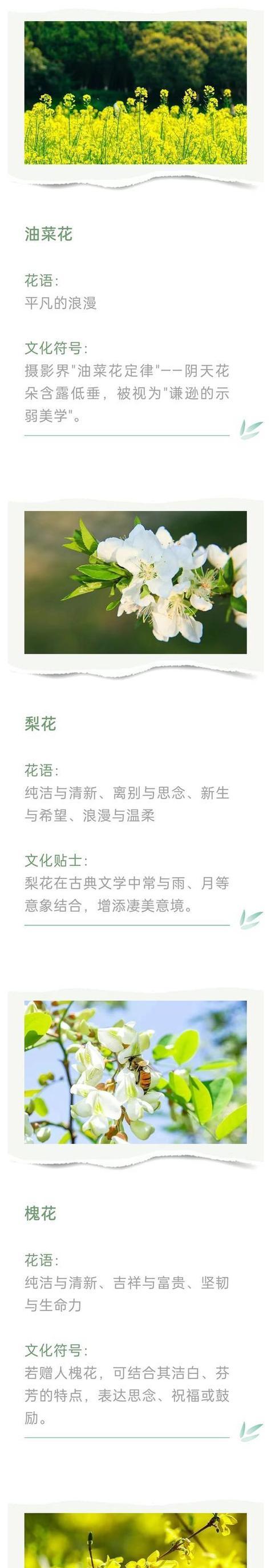 开花植物的象征意义是什么？