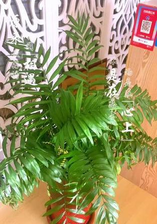 开花植物的象征意义是什么？