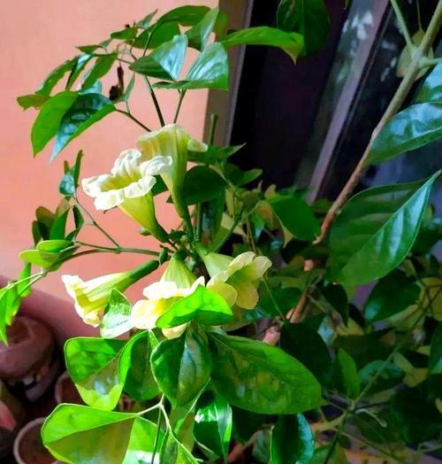 开花植物的象征意义是什么？