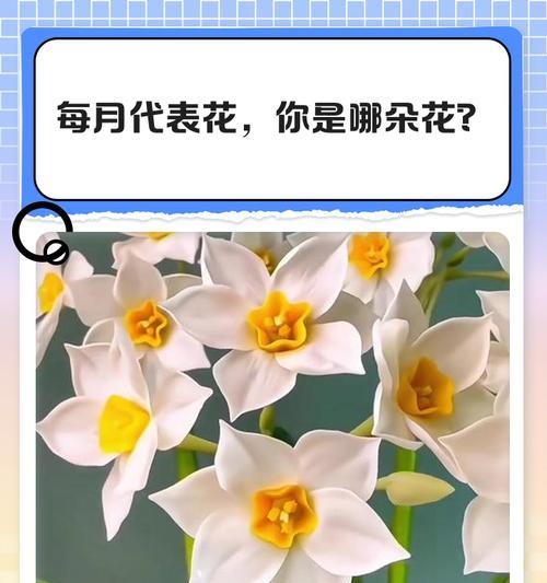 花的寓意象征有哪些？