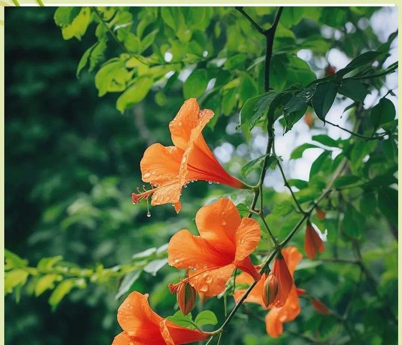 灵肖花象征着什么？