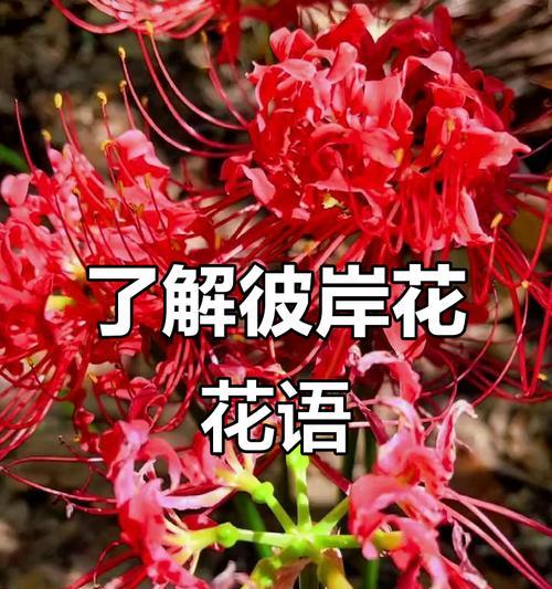花有哪些象征意义？