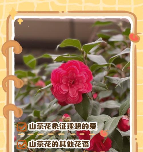 这些花代表什么意义？
